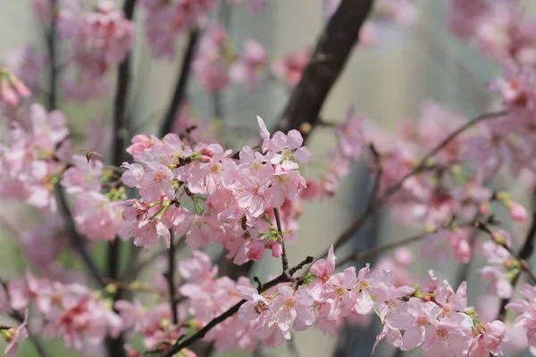 Kiraz çiçek açması ağaçlar çerçeveleme güzel mavi gökyüzü