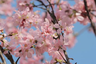 Kiraz çiçek açması ağaçlar çerçeveleme güzel mavi gökyüzü