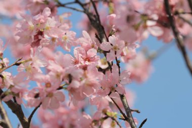 Kiraz çiçek açması ağaçlar çerçeveleme güzel mavi gökyüzü