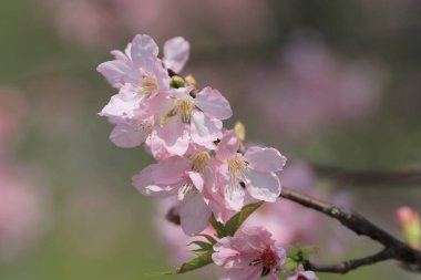 Kiraz çiçek açması ağaçlar çerçeveleme güzel mavi gökyüzü