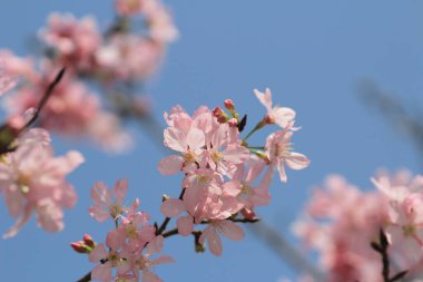 Bahar çiçeği kavramında kiraz çiçeği, doğa.