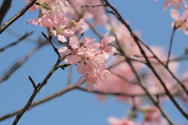 Bahar çiçeği kavramında kiraz çiçeği, doğa.