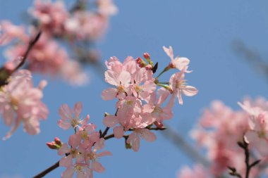 Bahar çiçeği kavramında kiraz çiçeği, doğa.
