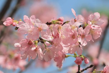 Bahar çiçeği kavramında kiraz çiçeği, doğa.