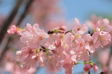 Bahar çiçeği kavramında kiraz çiçeği, doğa.