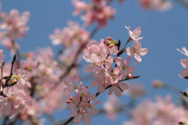 Bahar çiçeği kavramında kiraz çiçeği, doğa.