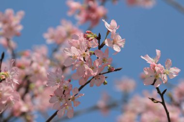 Bahar çiçeği kavramında kiraz çiçeği, doğa.