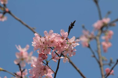 Bahar çiçeği kavramında kiraz çiçeği, doğa.