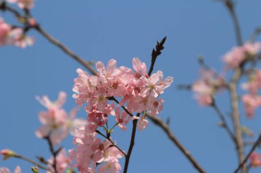 Bahar çiçeği kavramında kiraz çiçeği, doğa.