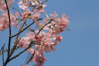 Bahar çiçeği kavramında kiraz çiçeği, doğa.