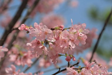 Bahar çiçeği kavramında kiraz çiçeği, doğa.