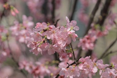 Bahar çiçeği kavramında kiraz çiçeği, doğa.