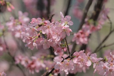 Bahar çiçeği kavramında kiraz çiçeği, doğa.