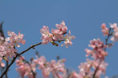 Bahar çiçeği kavramında kiraz çiçeği, doğa.