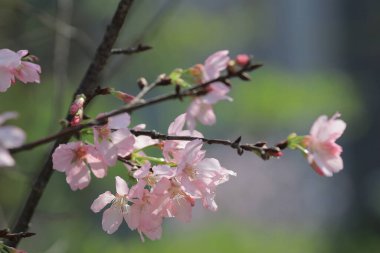 Bahar çiçeği kavramında kiraz çiçeği, doğa.