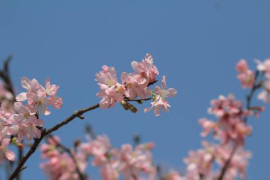 Bahar çiçeği kavramında kiraz çiçeği, doğa.