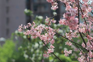 Bahar çiçeği kavramında kiraz çiçeği, doğa.