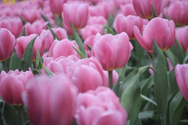 Ampul tarlasında mor lalelerle dolu bir alan.