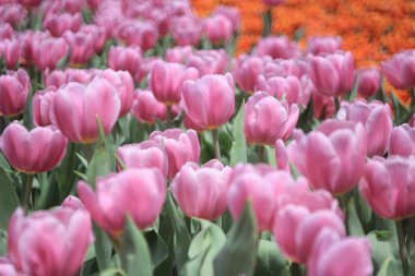 Ampul tarlasında mor lalelerle dolu bir alan.