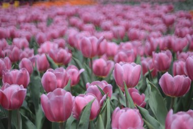 Ampul tarlasında mor lalelerle dolu bir alan.