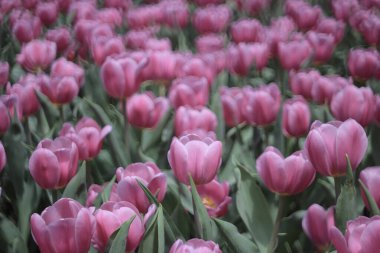 Ampul tarlasında mor lalelerle dolu bir alan.