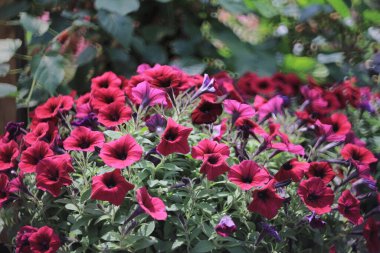 Petunya çiçeği, bahar çiçeği konsepti.