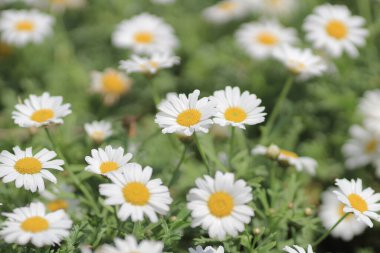 Leucanthemum paludosum bahar sezonu, Doğa Konsepti