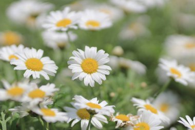 Leucanthemum paludosum bahar sezonu, Doğa Konsepti