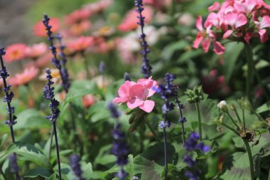 Çiçek tarhı Doğa Konsepti, bahar mevsimi