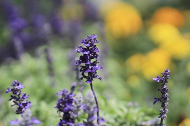 Mor çiçek lavantası, Doğa Konsepti, bahar mevsimi