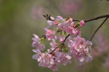 Sakura çiçekleri, bahar mevsimi, Doğa Konsepti.