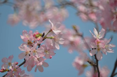 Sakura çiçekleri, bahar mevsimi, Doğa Konsepti.