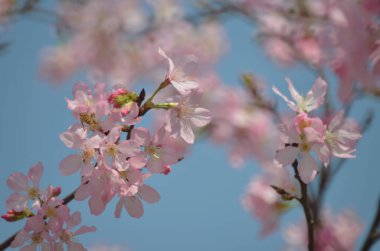 Sakura çiçekleri, bahar mevsimi, Doğa Konsepti.