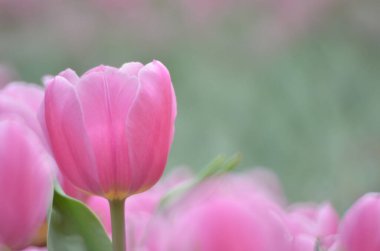 Bahar mevsimi, gri bokeh arka planlı lale..