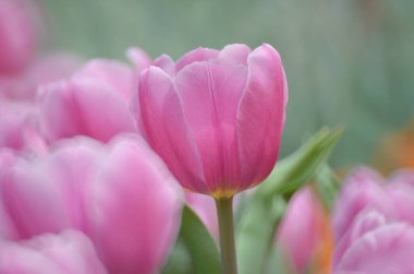 Bahar mevsimi, gri bokeh arka planlı lale..