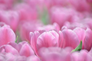 Bahar mevsimi, gri bokeh arka planlı lale..