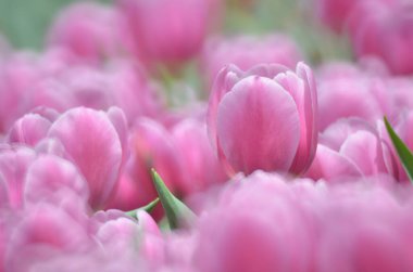 Bahar mevsimi, gri bokeh arka planlı lale..