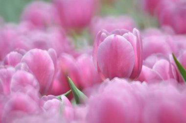 Bahar mevsimi, gri bokeh arka planlı lale..