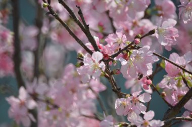 Kiraz çiçekleri bahar mevsimi, Doğa Konsepti