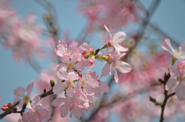 Sakura çiçekleri, bahar mevsimi, Doğa Konsepti.