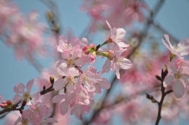 Sakura çiçekleri, bahar mevsimi, Doğa Konsepti.