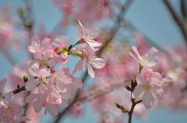 Sakura çiçekleri, bahar mevsimi, Doğa Konsepti.