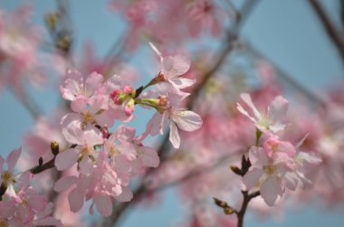 Sakura çiçekleri, bahar mevsimi, Doğa Konsepti.