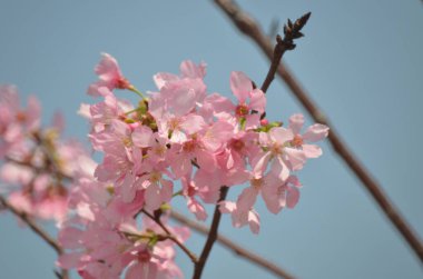 Sakura çiçekleri, bahar mevsimi, Doğa Konsepti.