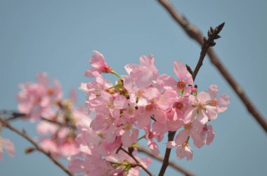 Sakura çiçekleri, bahar mevsimi, Doğa Konsepti.