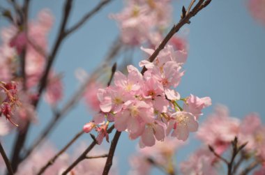 Sakura çiçekleri, bahar mevsimi, Doğa Konsepti.
