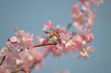 Sakura çiçekleri, bahar mevsimi, Doğa Konsepti.