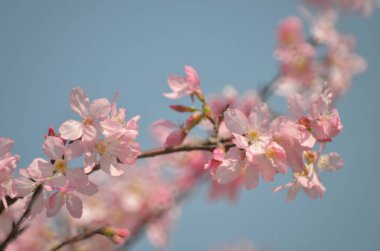 Sakura çiçekleri, bahar mevsimi, Doğa Konsepti.