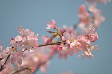Sakura çiçekleri, bahar mevsimi, Doğa Konsepti.