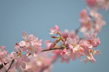 Sakura çiçekleri, bahar mevsimi, Doğa Konsepti.